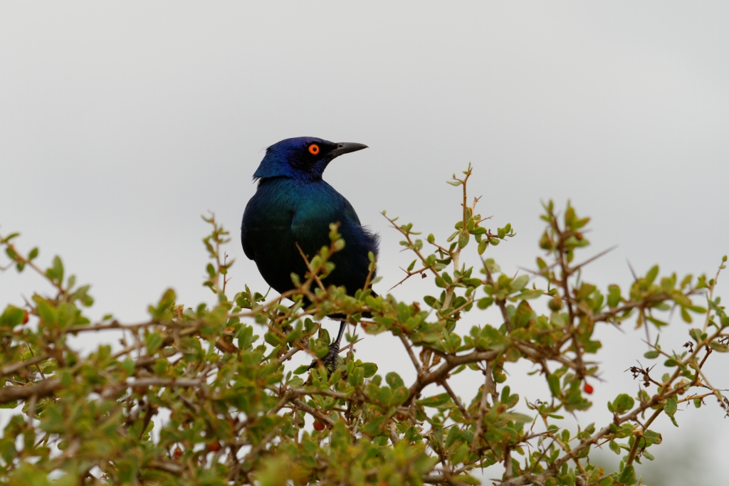 06 - Addo Elephant NP (1)-Choucador oreillons bleus.jpg